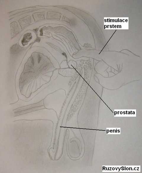 Prostata nákres